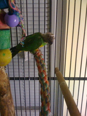 African Senegal Breeding Pair