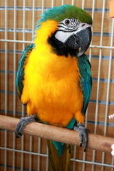beautiful blue and gold macaw for a sweet home