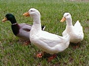 Mandarin Duck and fertile eggs on sale