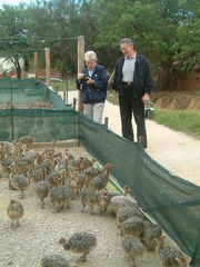 Day Old Ostrich Chicks and Eggs 