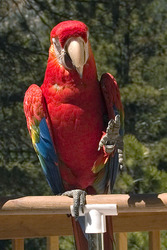 trian scarlet macaw parrot  for lovely and caring home