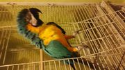 macaw parrot for sale