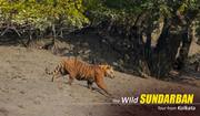 Sundarban Package Tour