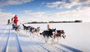 Dog Sledding in Yellowknife