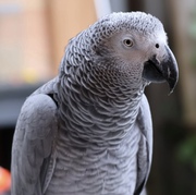 Lovely Tame Congo African Grey for Sale