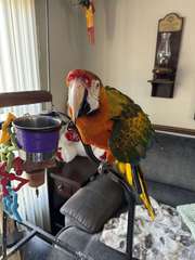 Catalina Macaw For Sale
