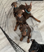 Adorable Doberman Puppies for Sale 