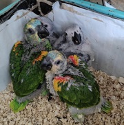 African Grey for Rehoming 