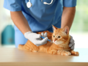 Pet Vaccinations in Richmond: Protecting Pets Through Preventive Care