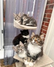 Norwegian kitten available - Cats for sale,  kittens for sale