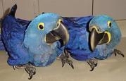  650......Christmas Talking pair of hyacinth macaw parrots and Africa
