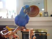 Macaws+parrots+for+sale