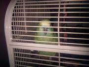 Parrot for sale in St. John's NL