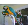 Blue+and+gold+macaws+for+sale