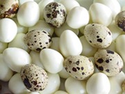 Quail eggs for sale