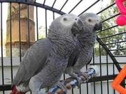 Tamed And Talking African Grey Parrots For Adoption