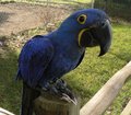 Hyacinth+macaw+parrots+for+sale