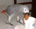 African grey parrot for a new home